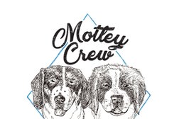 Motley Crew Dog Walking Photo
