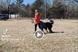 Big Friendly Dog Training in Oklahoma City
