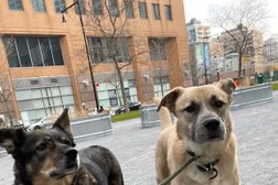 Brooklyn Tails and Trails Dog Walkers in New York City