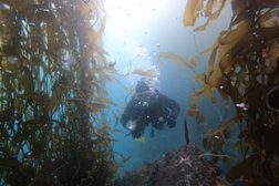 Bay Area School Of Diving Photo
