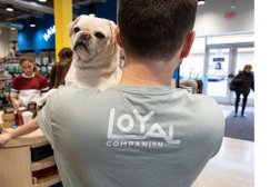 Loyal Companion in Baltimore