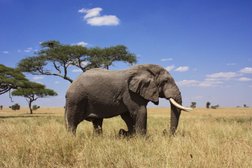 Africa Easy - Safaris Photo