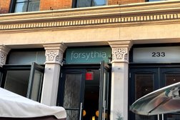 Forsythia in Philadelphia