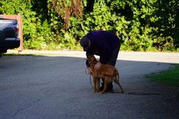 Bulletproof Dog Training Photo
