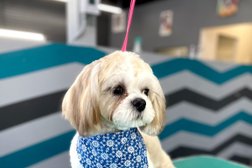 Pawfection Dog Grooming in El Paso