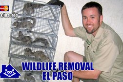 Wildlife Removal El Paso in El Paso