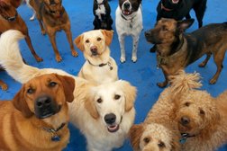 SoBo Dog Daycare & Spa Photo