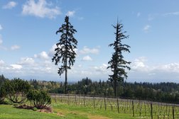 A Great Oregon Wine Tour Photo