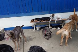 Wagging Tails Doggie Daycare & Boarding
