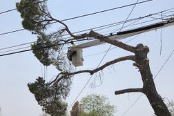 Nicholas Tree Removal Service in Tucson