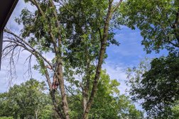 Great Blue Co- Tree Care, Native Landscapes, Consulting Arborist, Mobile Sawmill in Baltimore