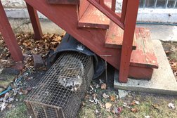 Humane Raccoon Removal St. Louis Photo