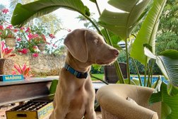 Rose Lesniak Dog Trainer in Miami