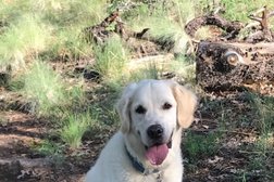 Lasting Paws Pet Memorial Services in Phoenix