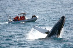 Adventure Whale Watching San Diego Tours Photo