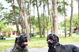 Longoriahaus Dog Training Photo
