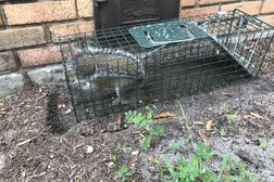 San Antonio Rat Removal LLC Photo