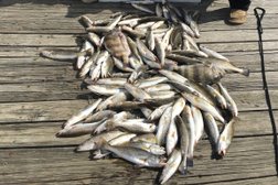 Full Deck Charters in New Orleans