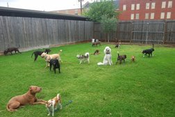 Club Canine in Houston