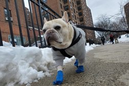 Bark Support - Controlled Carefree Pet Care in New York City