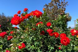 Inez Grant Parker Memorial Rose Garden in San Diego