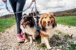 Lucky Dog Walking and Pet Care Service in San Diego