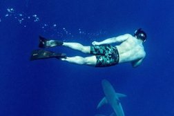Shark Diving Oahu Photo