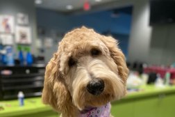 Pawfection Salon NC in Raleigh