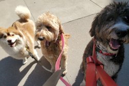 Barkly Pets Denver Dog Walkers Photo