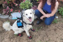 Canine compassion dog training Photo