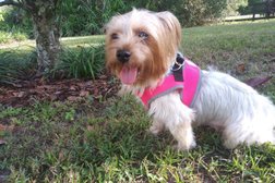 Poodle And Pooch Rescue in Orlando
