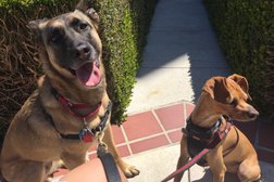 Woofs and Wags San Diego Photo