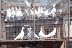 White Dove Release(Todd) in Baltimore