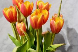 Tulip Cremation Photo