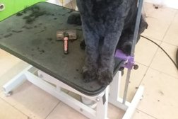 Hair of the dog Salon Photo