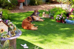 Home Sweet Home Pet Sitting and Dog Walking in Tucson
