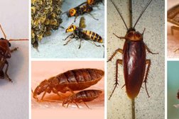 Ultimate Pest Control in Rochester