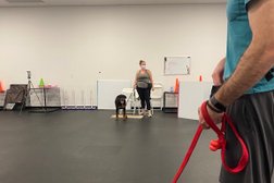 Success Just Clicks Dog Training in Pittsburgh
