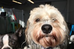 St Paws Dog Daycare, Boarding & Grooming Photo