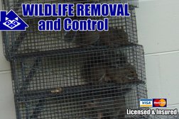 Wildlife Removal and Control Portland Photo