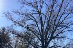 Old Growth Tree Care in Pittsburgh