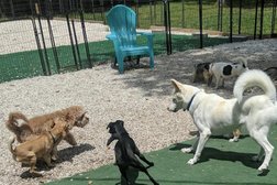 Super Paws: Dog Boarding & Daycare Photo