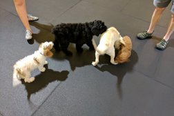 University Canine Learning Academy Photo