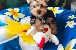 Yorkie Puppies for sale Photo
