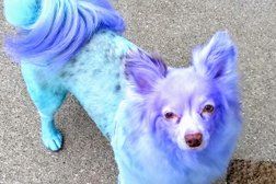 Fluffin Around Pet Grooming Services LLC in Louisville