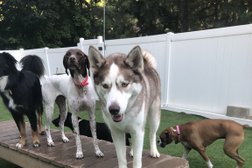 Dog Diggity Daycare & Boarding in Raleigh