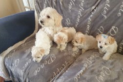 All Small Breed Puppies For Sale Photo