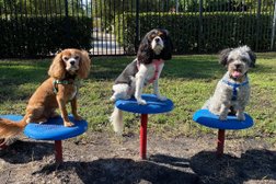 Crown Dog Training in Miami