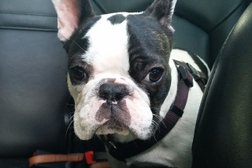 DC DOG SITTER - Columbia Heights Photo