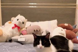 All Cats Veterinary Clinic Photo